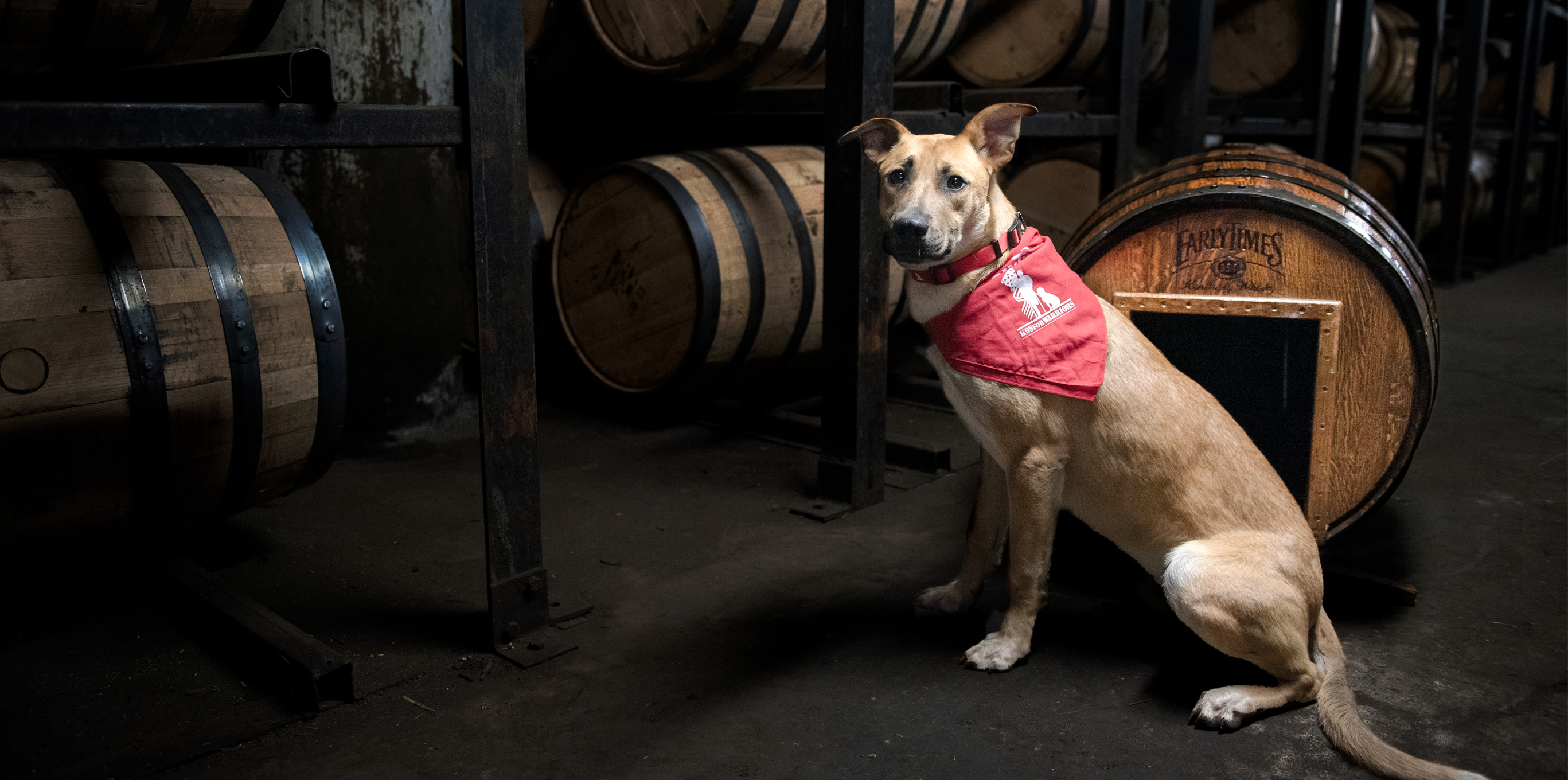 Earl the dog next to a barrel